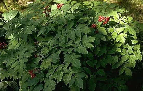 Rotfruchtiges Christophskraut Rotfruchtiges Christophskraut