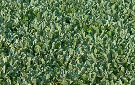 Gewöhnliches Katzenpfötchen Gewöhnliches Katzenpfötchen