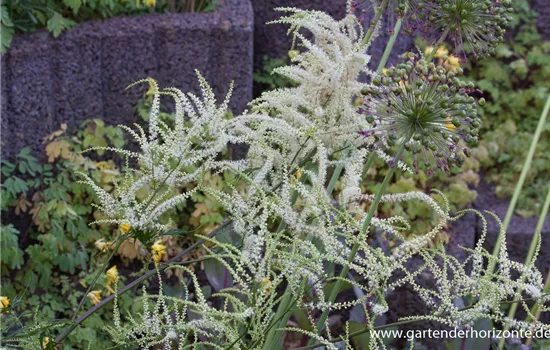 Geschlitztblättriger Garten-Geißbart 'Kneiffii' Geschlitztblättriger Garten-Geißbart 'Kneiffii'