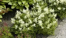 Astilbe japonica 'Washington'