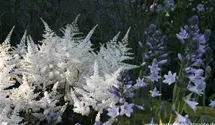 Astilbe japonica 'Washington'