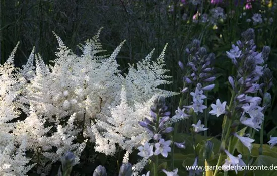 Garten-Prachtspiere 'Washington' Garten-Prachtspiere 'Washington'