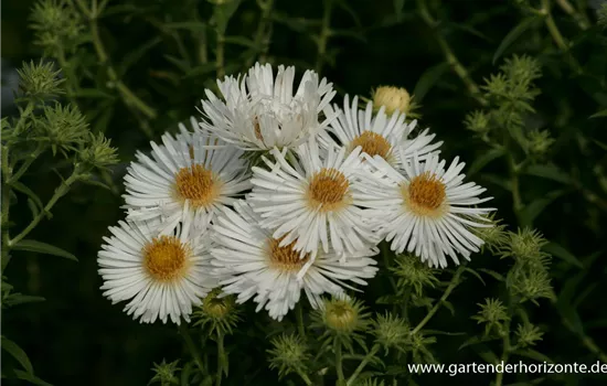Garten-Raublatt-Aster 'Herbstschnee'
