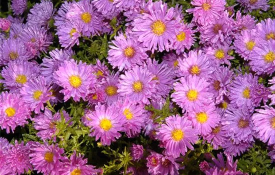 Niedrige Garten-Aster 'Happy End' Niedrige Garten-Aster 'Happy End'