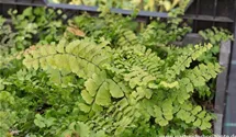 Adiantum pedatum