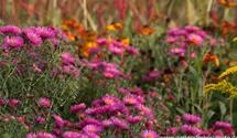 Aster novae-angliae 'Lachsglut'