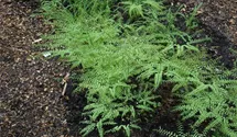 Adiantum pedatum