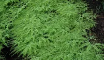 Adiantum pedatum