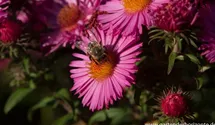 Aster novae-angliae 'Lachsglut'