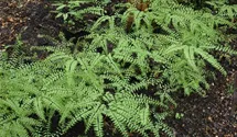 Adiantum pedatum