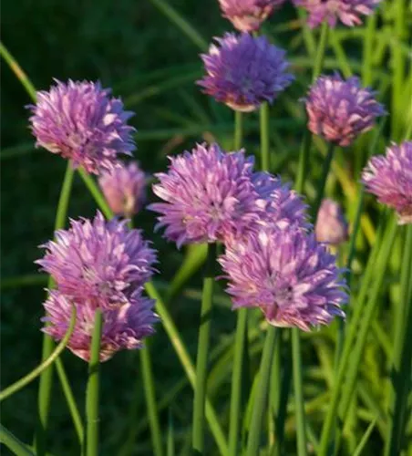 Schnittlauch Schnittlauch