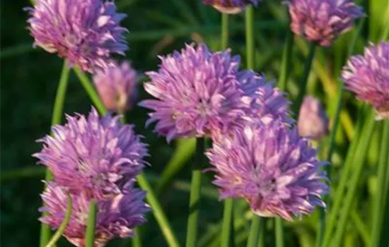 Schnittlauch Schnittlauch