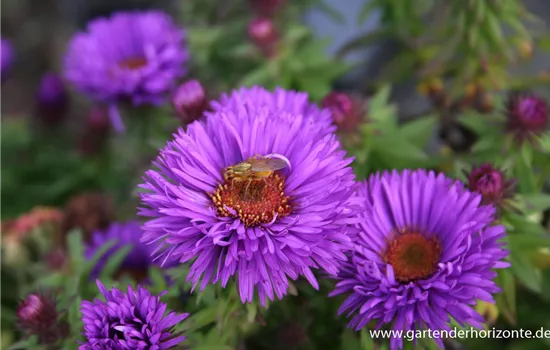 Garten-Raublatt-Aster 'Purple Dome' Garten-Raublatt-Aster 'Purple Dome'