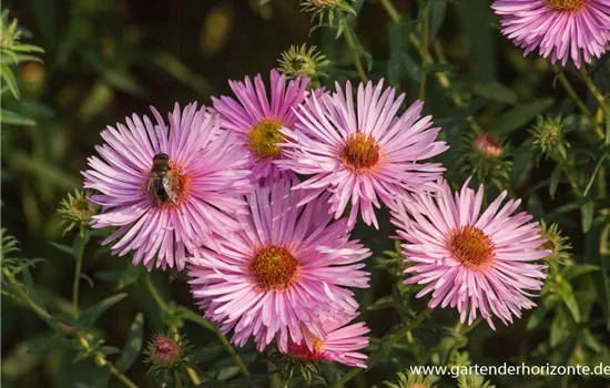 Garten-Raublatt-Aster 'Rosa Sieger' Garten-Raublatt-Aster 'Rosa Sieger'