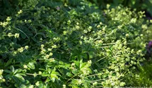 Alchemilla hoppeana