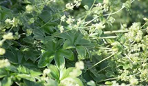 Alchemilla hoppeana