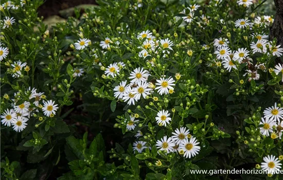 Zwerg-Wild-Aster 'Starshine'® Zwerg-Wild-Aster 'Starshine'®