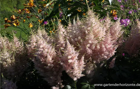 Garten-Prachtspiere 'Europa' Garten-Prachtspiere 'Europa'