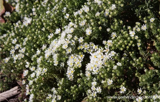 Garten-Teppich-Aster 'Snow Flurry' Garten-Teppich-Aster 'Snow Flurry'