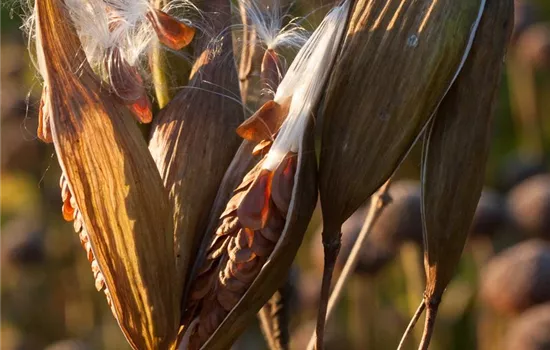 Rosablühende Seidenpflanze Rosablühende Seidenpflanze