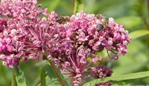 Asclepias incarnata