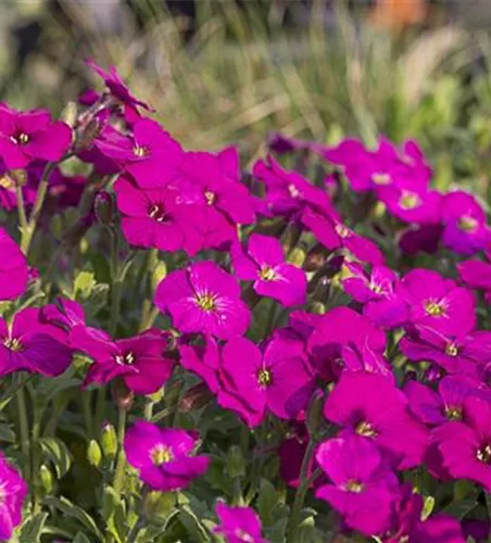 Aubrieta x cult.'Regado Red' Aubrieta x cult.'Regado Red'