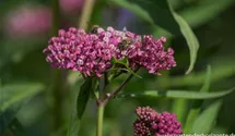 Asclepias incarnata