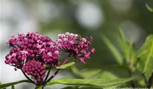 Asclepias incarnata