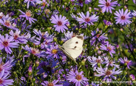 Garten-Schleier-Aster 'Ideal'