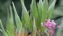 Asclepias incarnata