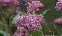 Asclepias incarnata