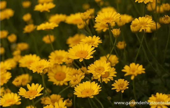 Garten-Färber-Hundskamille 'Dwarf Form' Garten-Färber-Hundskamille 'Dwarf Form'