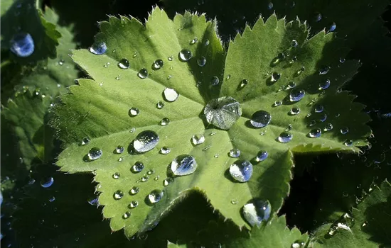 Großblättriger Frauenmantel Großblättriger Frauenmantel