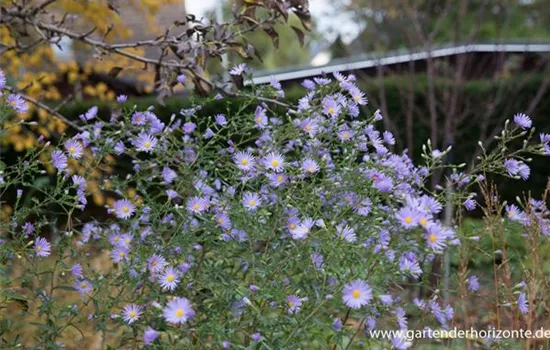 Glatte Aster