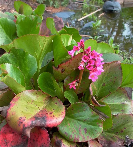 Bergenia cordifolia Bergenia cordifolia