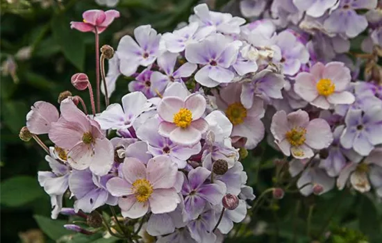 Filzige Garten-Herbst-Anemone 'Robustissima' Filzige Garten-Herbst-Anemone 'Robustissima'