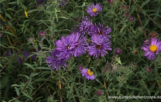 Raublatt-Aster Raublatt-Aster