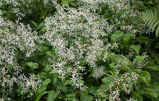Sperrige Aster Sperrige Aster