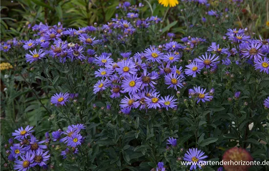 Sommer-Aster Sommer-Aster