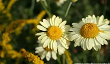 Anthemis tinctoria 'E.C. Buxton'