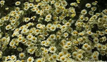 Anthemis tinctoria 'E.C. Buxton'