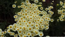 Anthemis tinctoria 'E.C. Buxton'