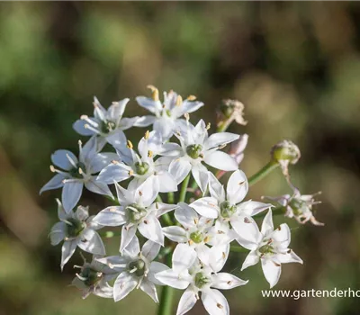 Schnittknoblauch Schnittknoblauch