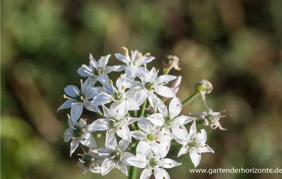 Schnittknoblauch Schnittknoblauch