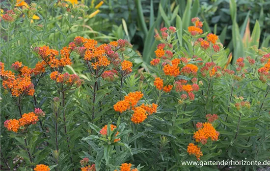 Knollige Seidenpflanze Knollige Seidenpflanze