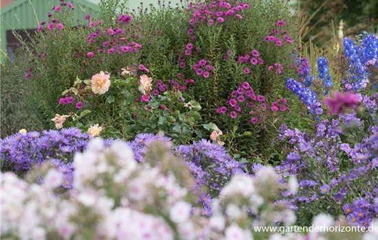 Raublatt-Aster Raublatt-Aster