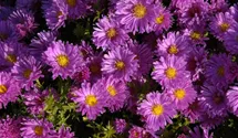 Aster dumosus 'Herbstgruß v.Bresserhof'