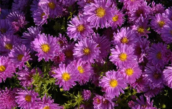 Garten-Kissen-Aster 'Kassel' Garten-Kissen-Aster 'Kassel'
