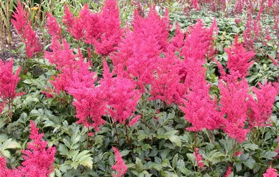 Garten-Prachtspiere 'Montgomery' Garten-Prachtspiere 'Montgomery'