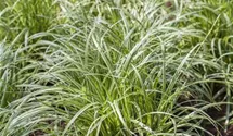 Schlanke Segge